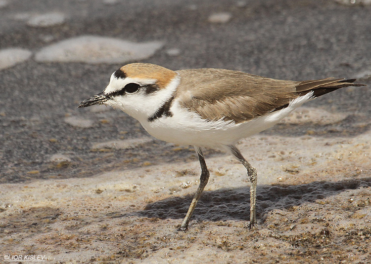  Kentish Plover Charadrius alexandrinus  . km 20 salt ponds Eilat,29-08-12 Lior Kislev                      